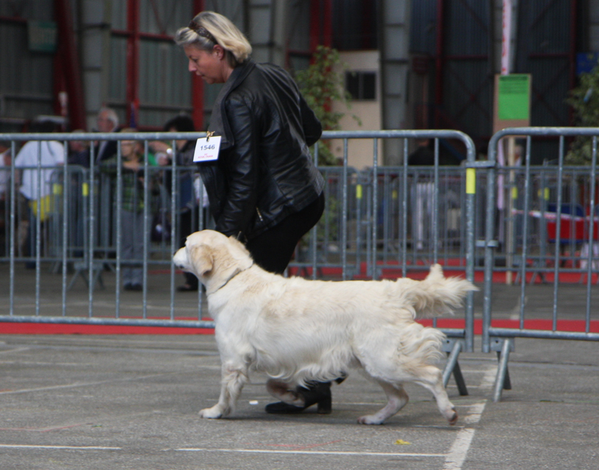 Résultats d'expositions de Blue Moon du Domaine des Rives de l'Erdre